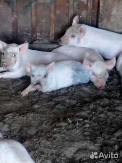 Поросята Русская белая-Пьетрен Макстер