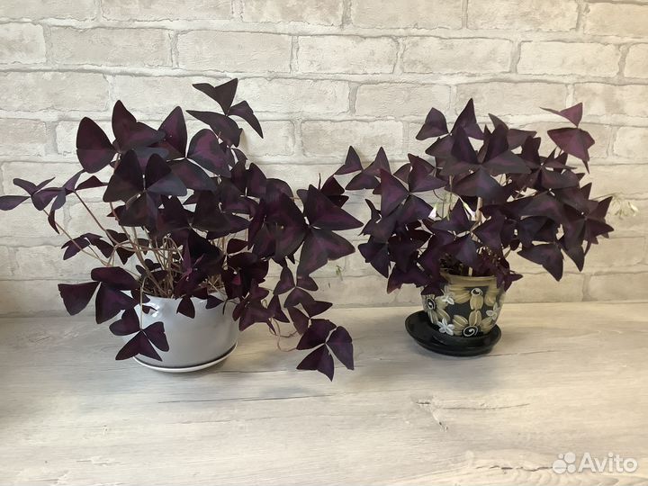 Кислица Оксалис