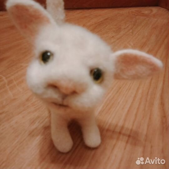 Белый котенок