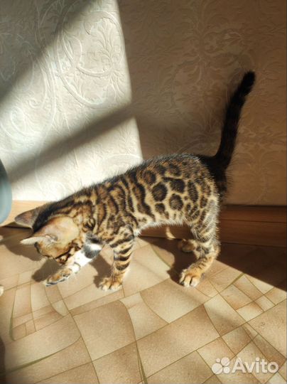 Бенгальские котята