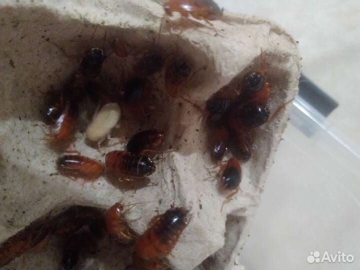 Туркменские тараканы, кормовые тараканы