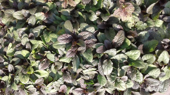 Растения различные излишки из собственного сада