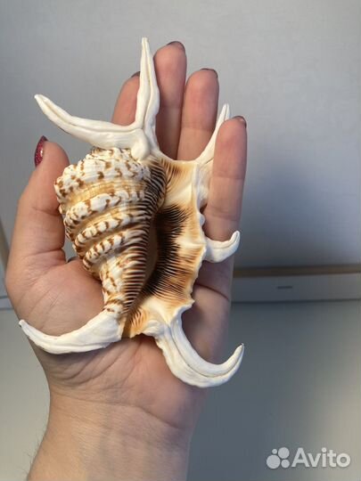 Морские ракушки раковины