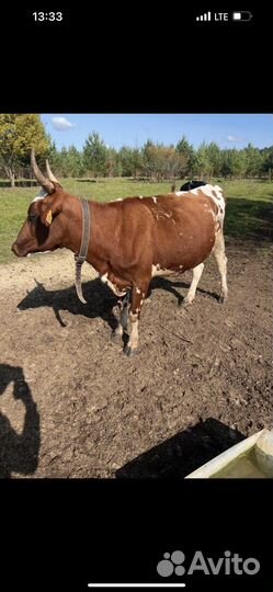 Корова айширка 2.5 года