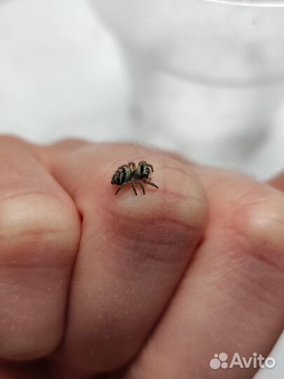 Паук-скакун Philaeus chrysops