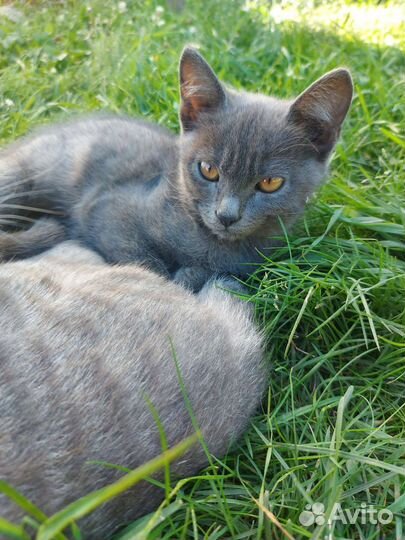 Котенок в дар