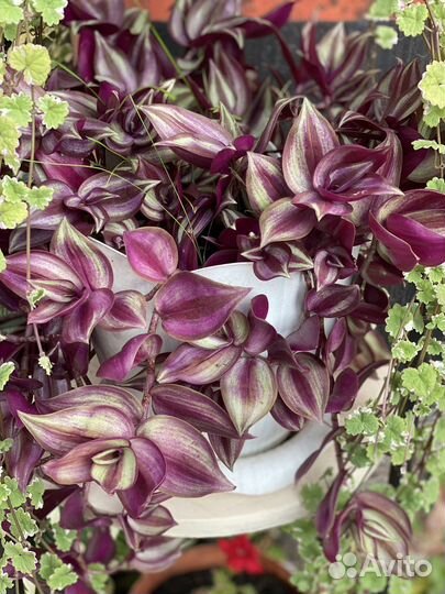 Традесканция зебрина