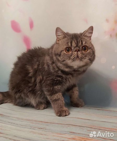 Экзотический кот