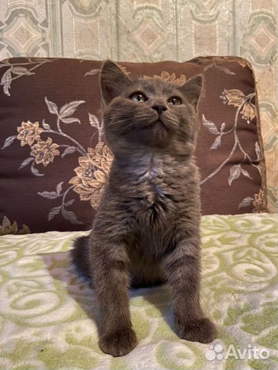 Шотландская