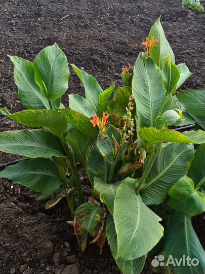 Цветы канны