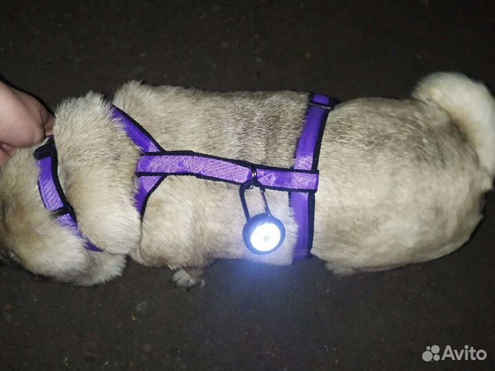 Ошейники, поводки, шлейки, халти, недоуздки