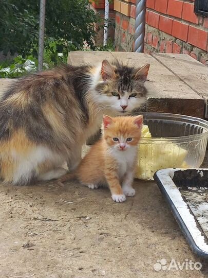 Котёнок в дар