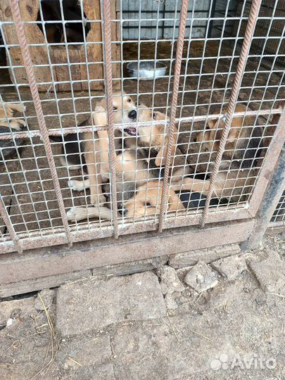 Щенки русской гончей