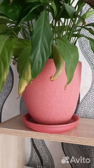 Егэ по биологии+учеб.материал+тренировочные тетр