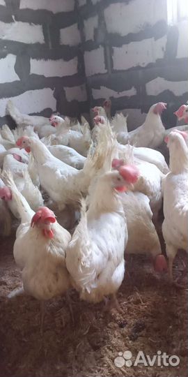 Куры несушки