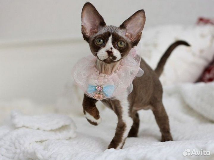 Девон Рекс девочка