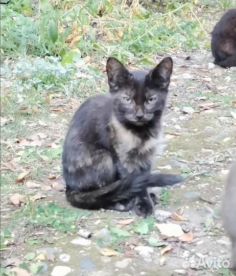 Котенок девочка пытается выжить, спасём малышку
