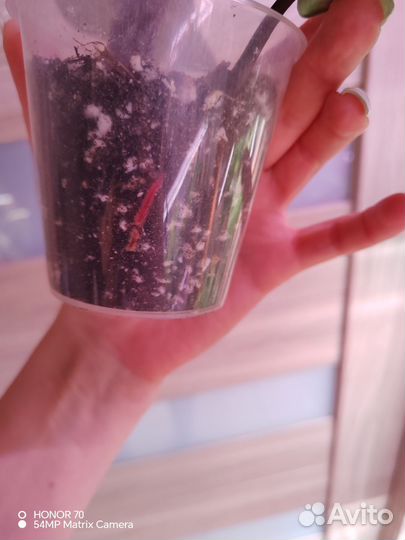 Филодендрон розовая принцесса