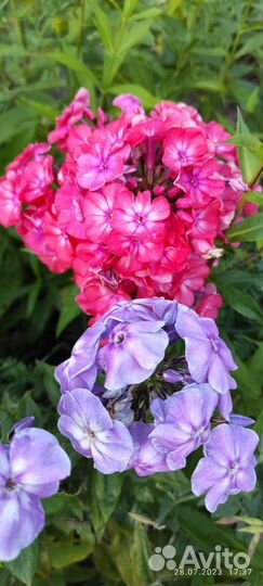 Флоксы коралловые и другие