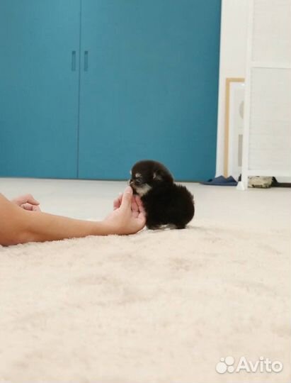 Померанский шпиц микро медвежьего типа