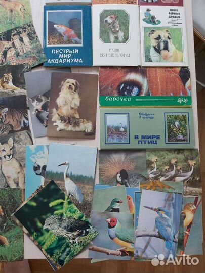 Открытки СССР животные, птицы, рыбы, бабочки, прир