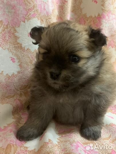 Малый немецкий шпиц щенки