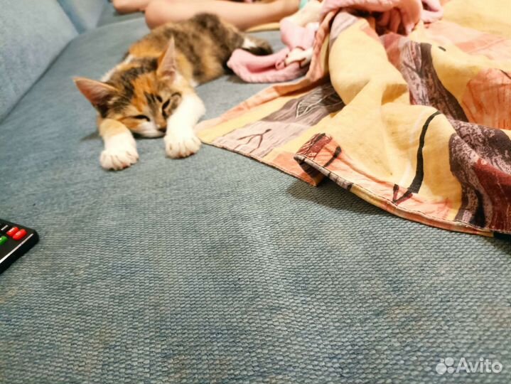 Кошка в дар