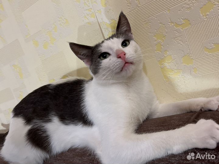 Котик в добрые руки