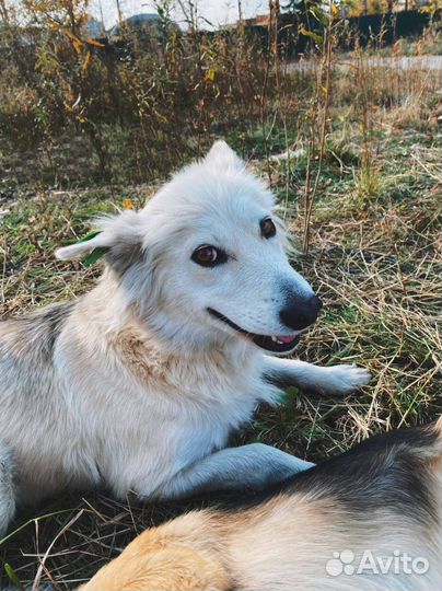 Собака Ириска