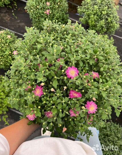 Хризантема мультифлора