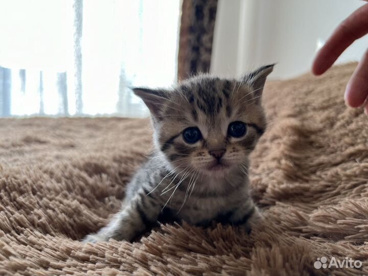 Котята в дар бесплатно