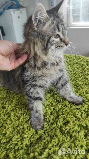 Котик бесплатно в добрые руки