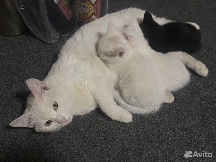 Котята в добрые руки