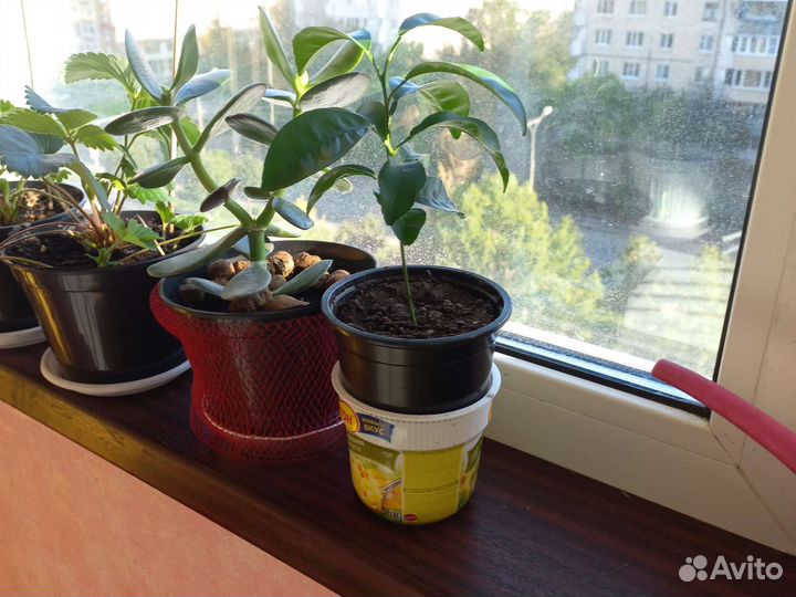 Мандариновое дерево