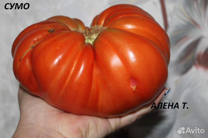 Семена редких видов томатов, отправка почтой