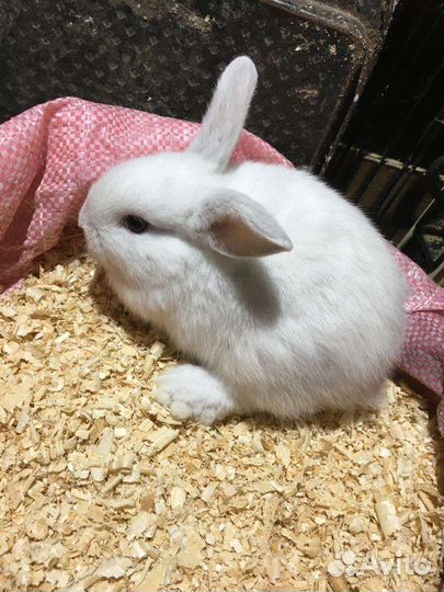 Крольчата месячные, карликовые