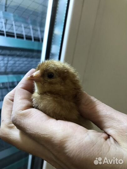 Ия сельхоз птицы опт/розница импорт