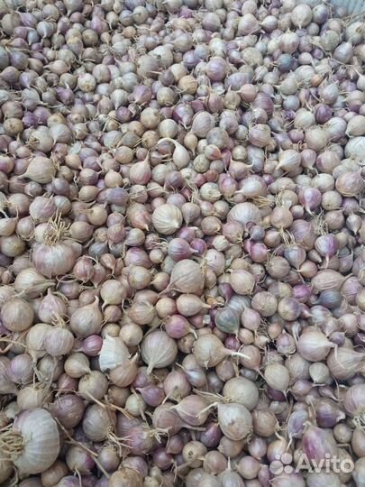 Семена чеснока