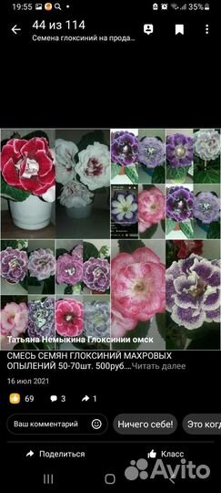 Семена глоксиний собственных опылений