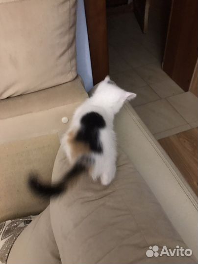 Отдам котенка в добрые руки