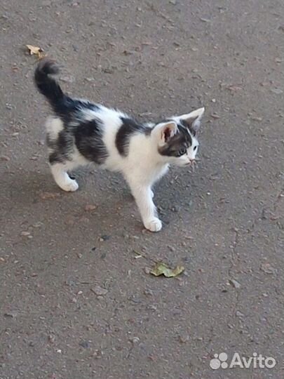 Британская кошка