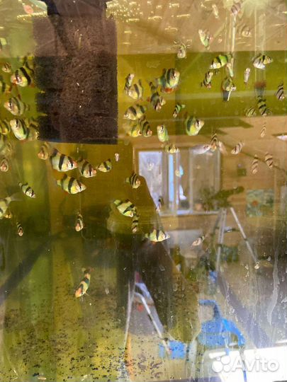 Аквариумные рыбки барбусы и данио