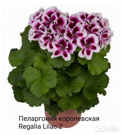 Пеларгония