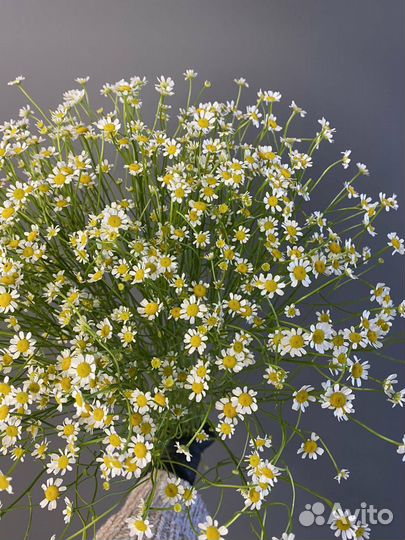 Букет ромашек Ромашки Цветы Доставка букетов