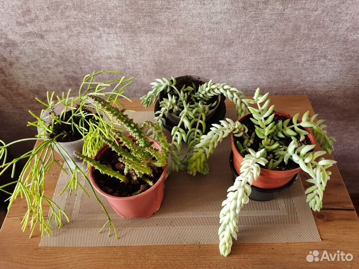 Кактусы и суккуленты