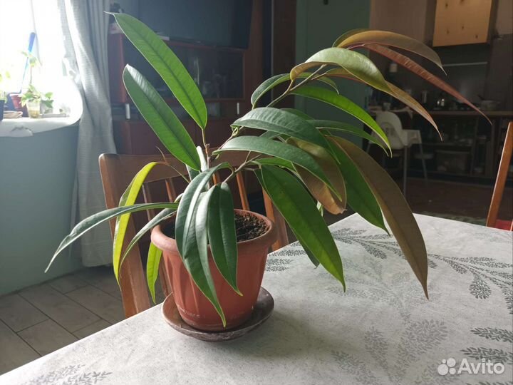 Фикус адм (Бинненлейка)