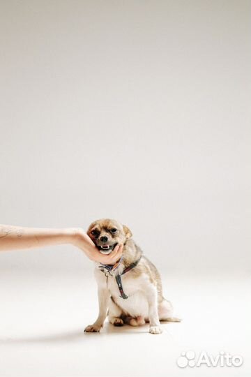 Метис чихуахуа в добрые руки