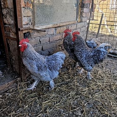 Петухи мехеленская кукушка