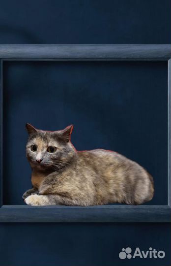 Кошечка Анфиса в добрые руки