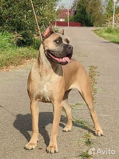 Подрощенная девочка